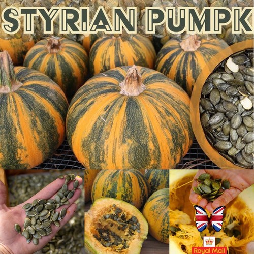 Pumpkin seeds styrian - 10, “styrian”